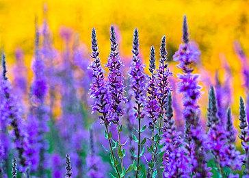 《以撒的结合》中文开始画面公开 即将支持官中